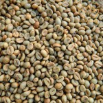 CÀ PHÊ NHÂN SỐNG - ROBUSTA HONEY S18 (4)